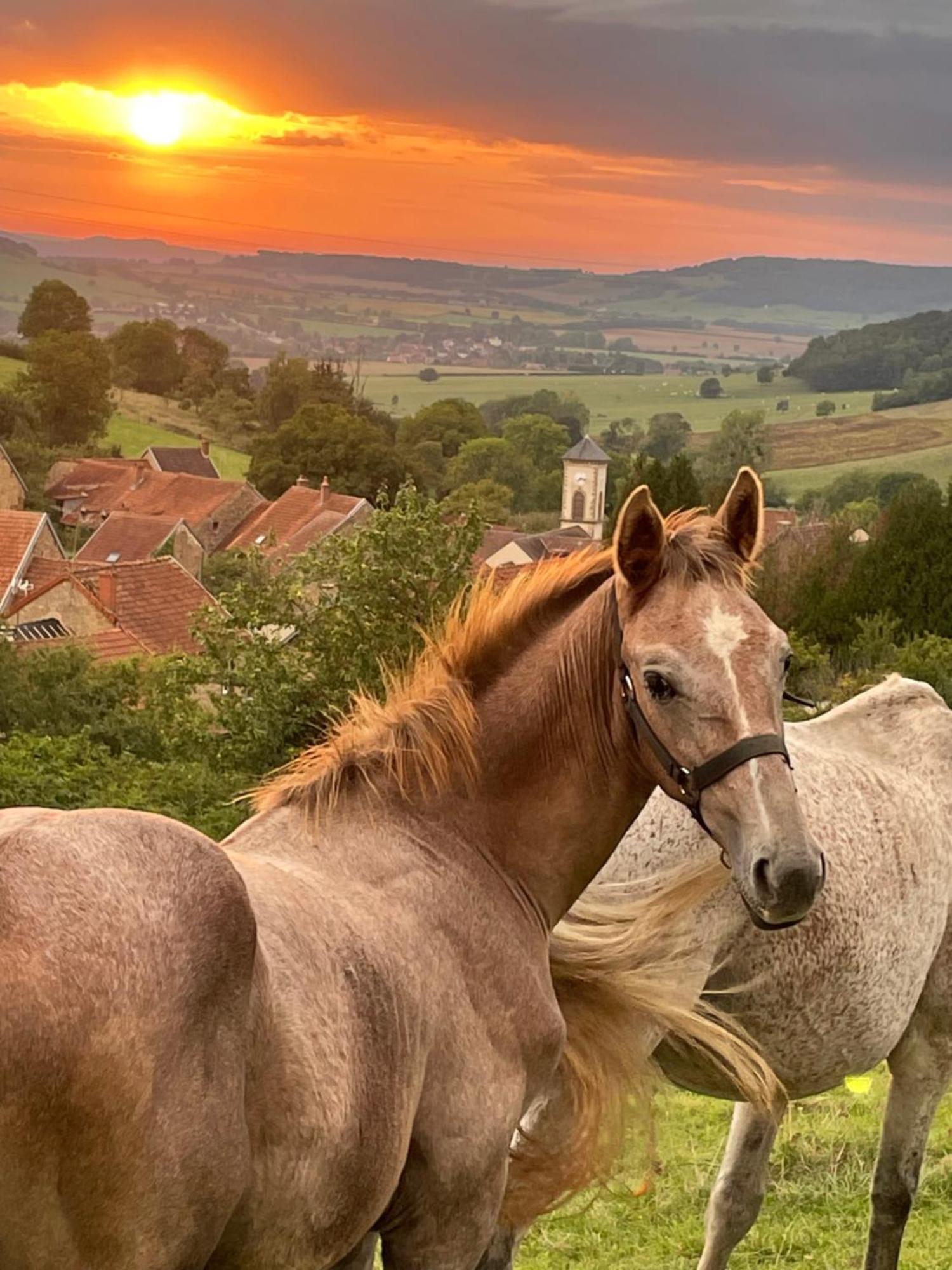 La Petite Maison Dans La Campagne Massingy-lès-Vitteaux Exteriör bild